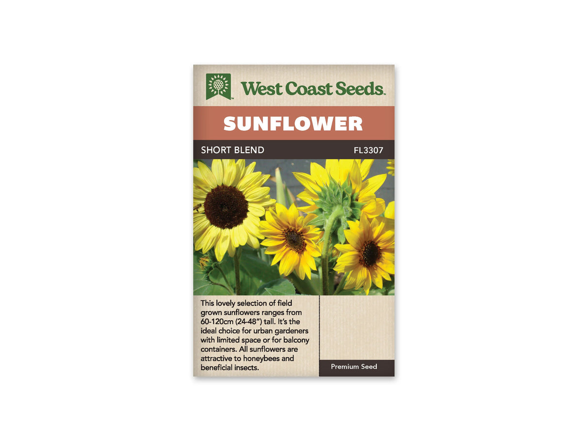Sachet beige de semences Short Blend avec bandeau terre cuite et nom sur fond brun. Plusieurs tournesols jaunes sont photographiés ensemble. Une fleur pâle à centre brun foncé se trouve à gauche, tandis que d'autres fleurs dorées apparaissent de face ou de dos. Des tiges épaisses et des feuilles vertes remplissent l'espace entre les capitules.