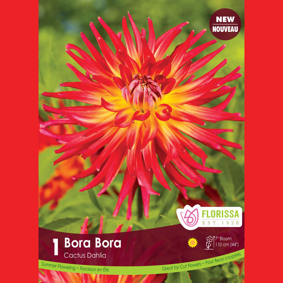 Dahlia cactus ‘Bora Bora’ ( Dahlia ) : un dahlia rouge et jaune aux longs pétales étroits. Le visuel Florissa présente la plante et son nom dans la partie inférieure de l’étiquette. La photographie occupe presque toute la surface, tandis que le bandeau du bas rassemble les indications du produit. Cette vue permet de reconnaître son apparence et de distinguer la variété présentée.