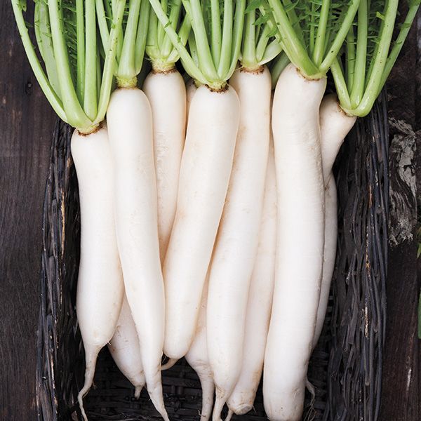 Radis Daikon. Longs radis blancs alignés avec leurs fanes. Le cadrage permet de voir les formes, les couleurs et les détails du sujet représenté. Les contours se détachent du fond de l’image, avec des différences de teinte et de texture visibles sur les surfaces. Cette vue accompagne la présentation du produit dans la boutique.