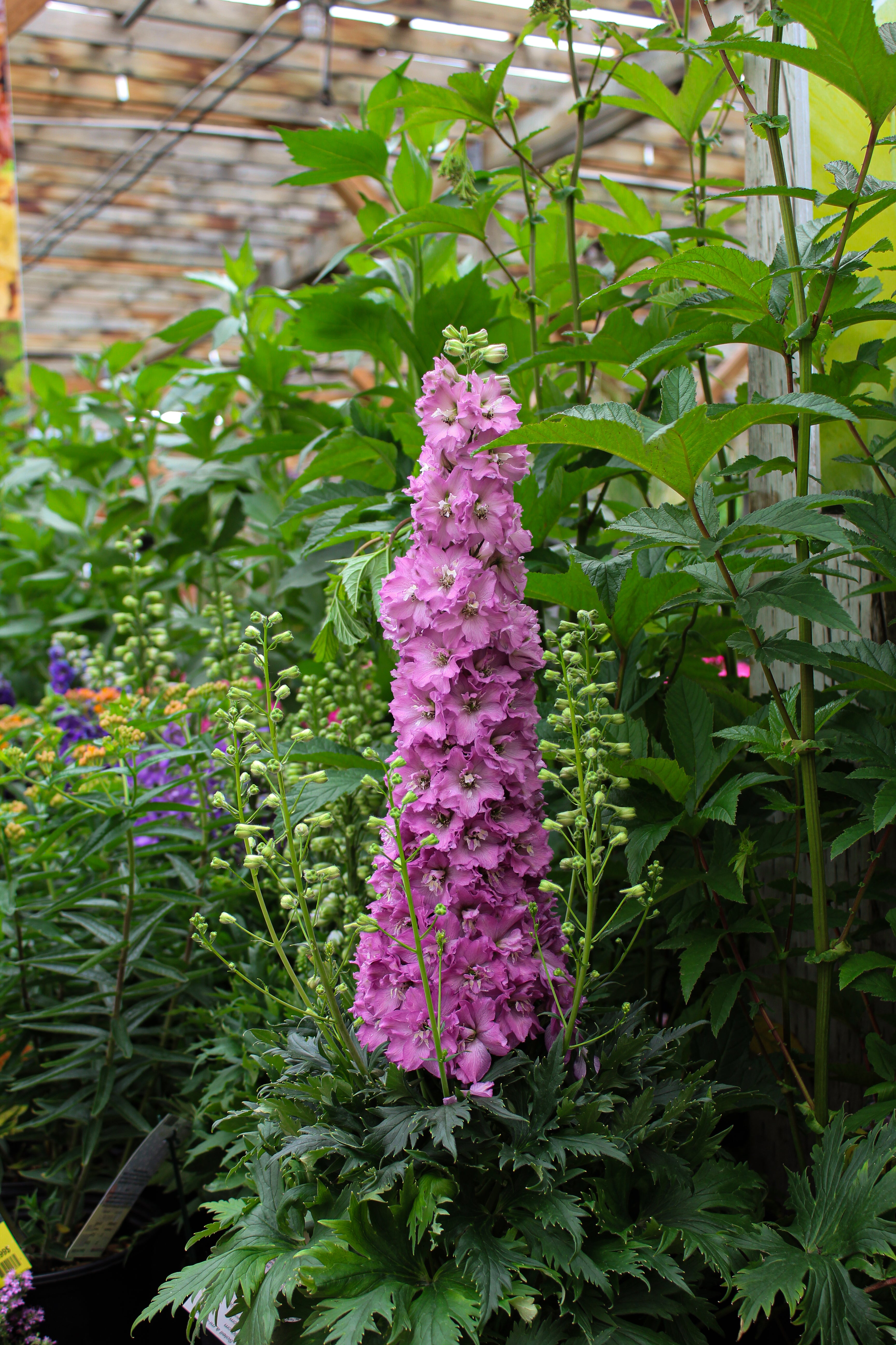 邦楽 Ruiza / delphinium Pépinière.ca | Delphinium Delgenius™ 'Chantay'