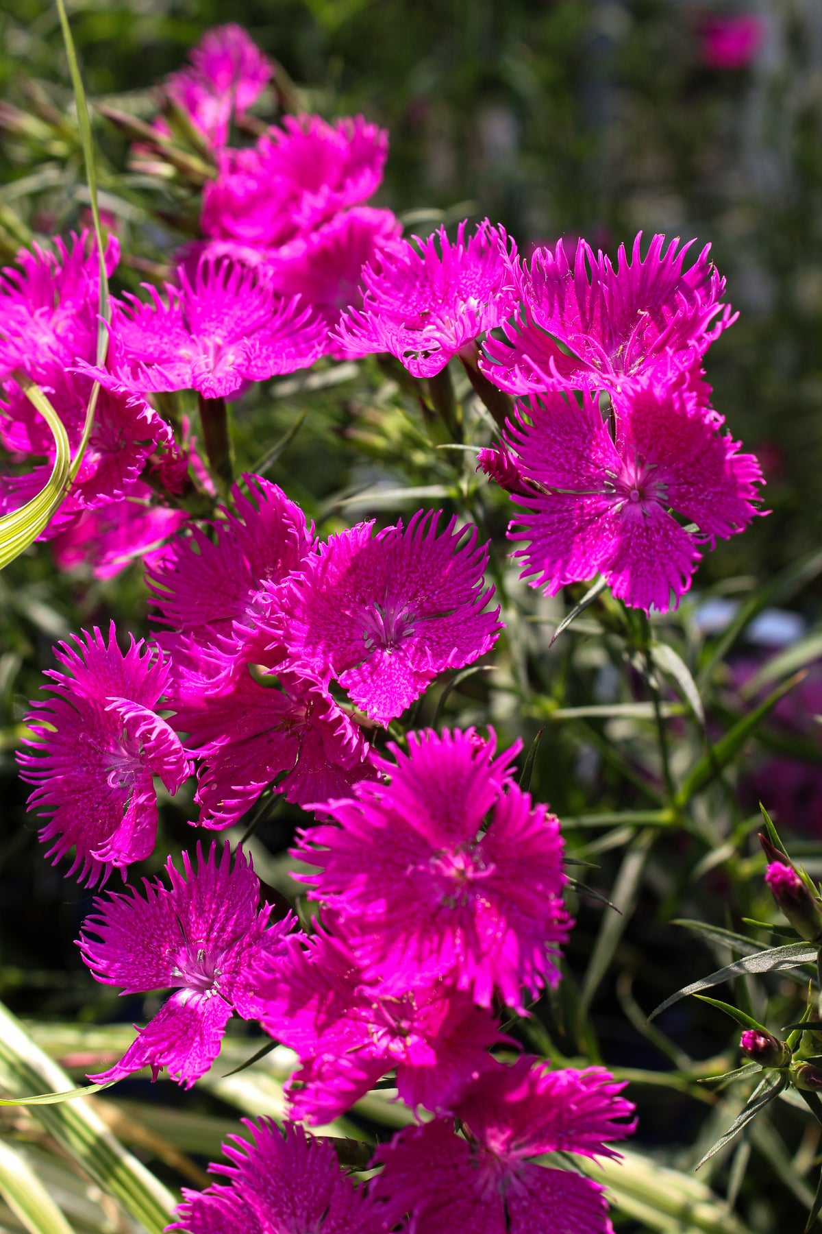 Œillet ‘Rockin Purple’ — Dianthus
