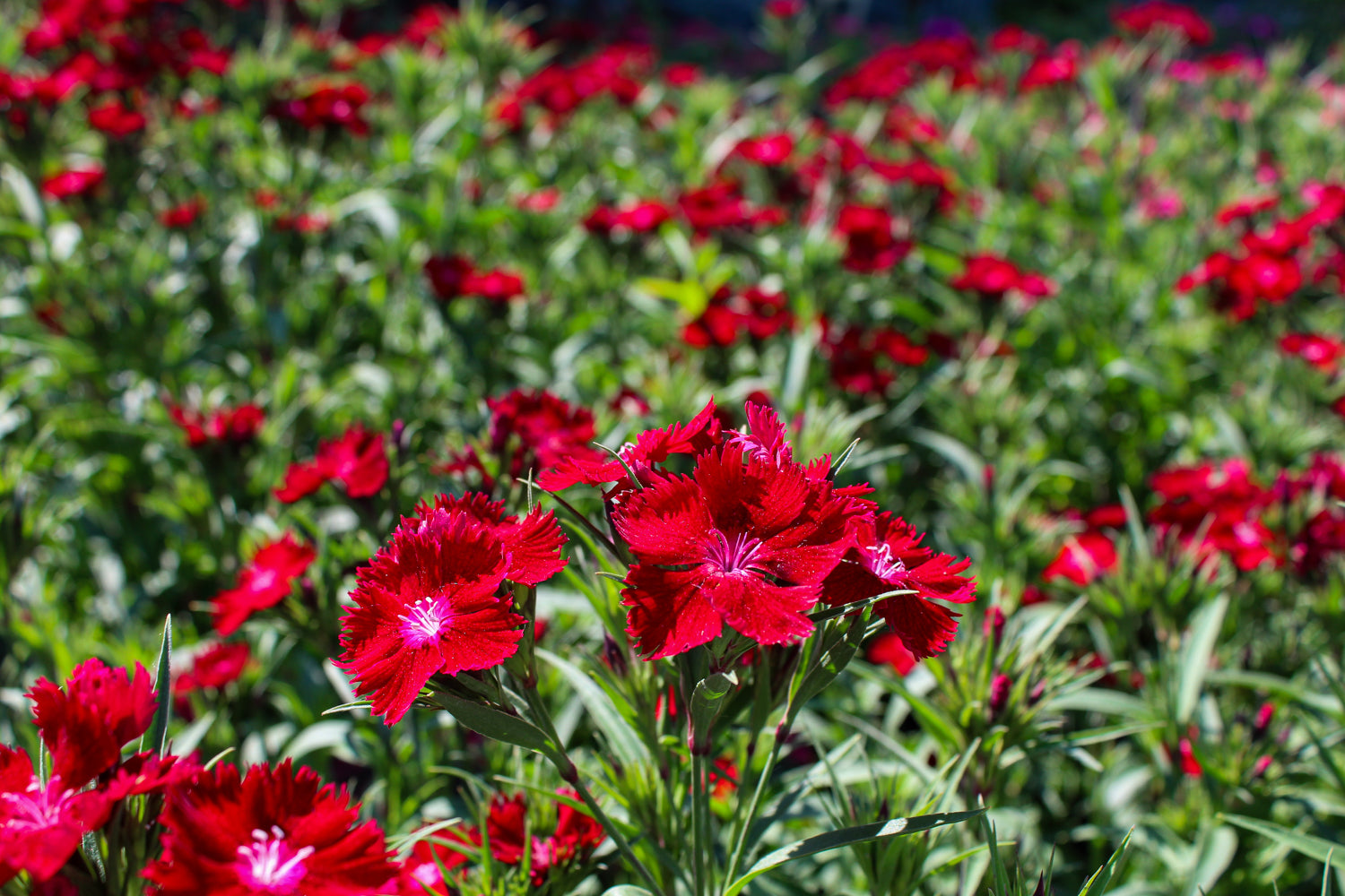 Dianthus 'Rockin Red'