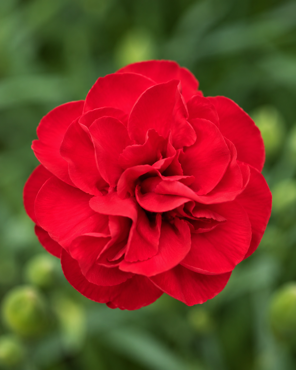 Dianthus 'Scent First Passion'