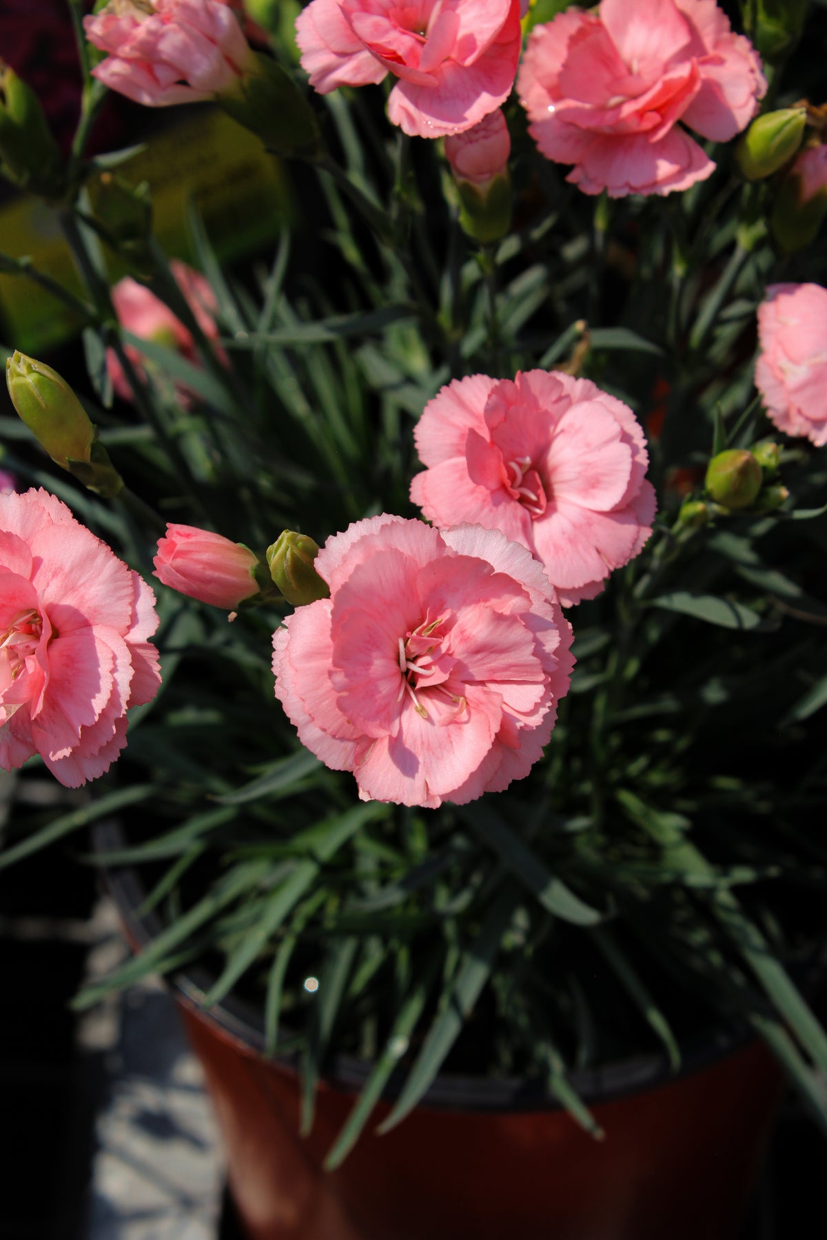Œillet ‘Romance’ — Dianthus