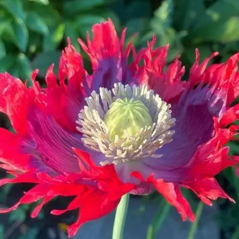 Organic 'Drama Queen' Poppy Seeds by Gaia, product image prepared for Canadian gardeners.
