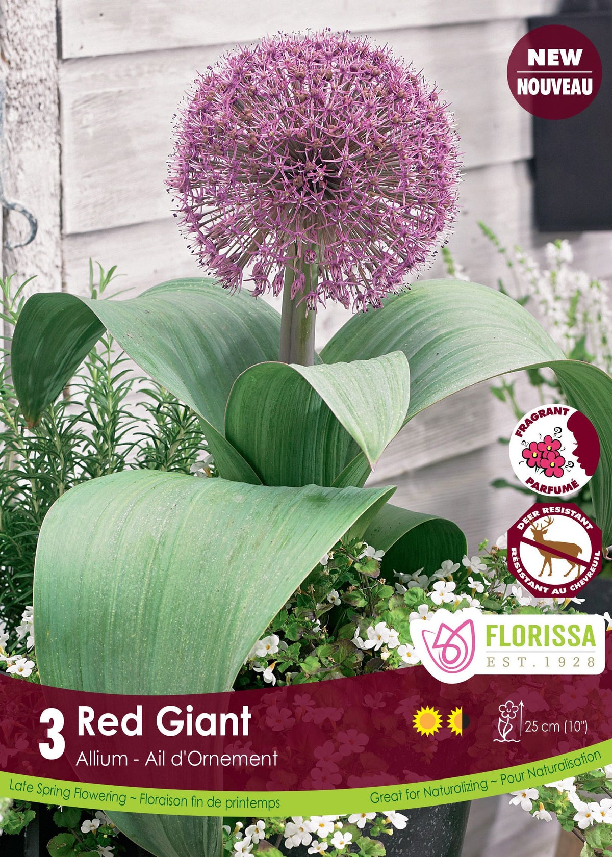 Ail ornemental ‘Red Giant’ ( Allium karataviense ) : une boule d’allium pourpre au-dessus de larges feuilles vertes. Le visuel Florissa présente la plante et son nom dans la partie inférieure de l’étiquette. La photographie occupe presque toute la surface, tandis que le bandeau du bas rassemble les indications du produit. Cette vue permet de reconnaître son apparence et de distinguer la variété présentée.