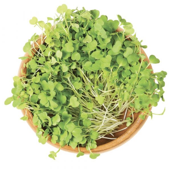 Semences Lin à germer (Linum usitatissimum)