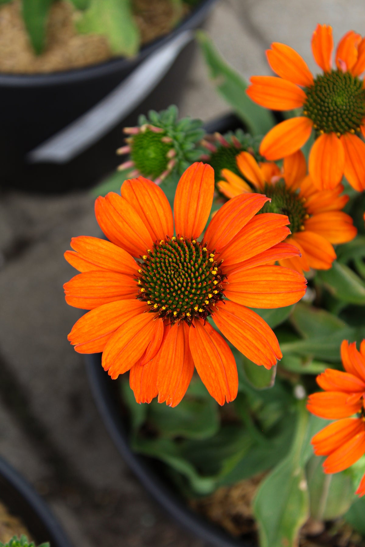 Échinacée ‘Intense Orange’ — Echinacea