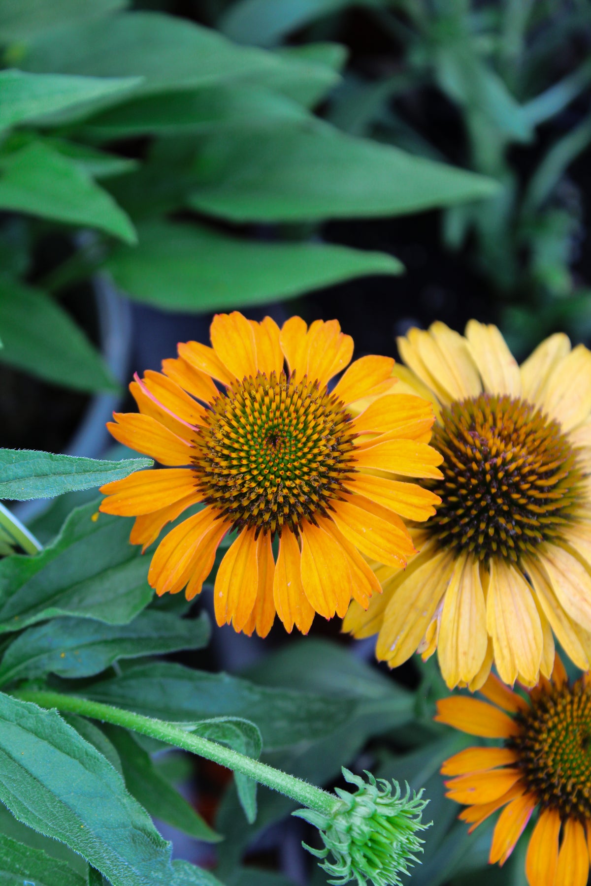 Échinacée ‘Saffron’ — Echinacea