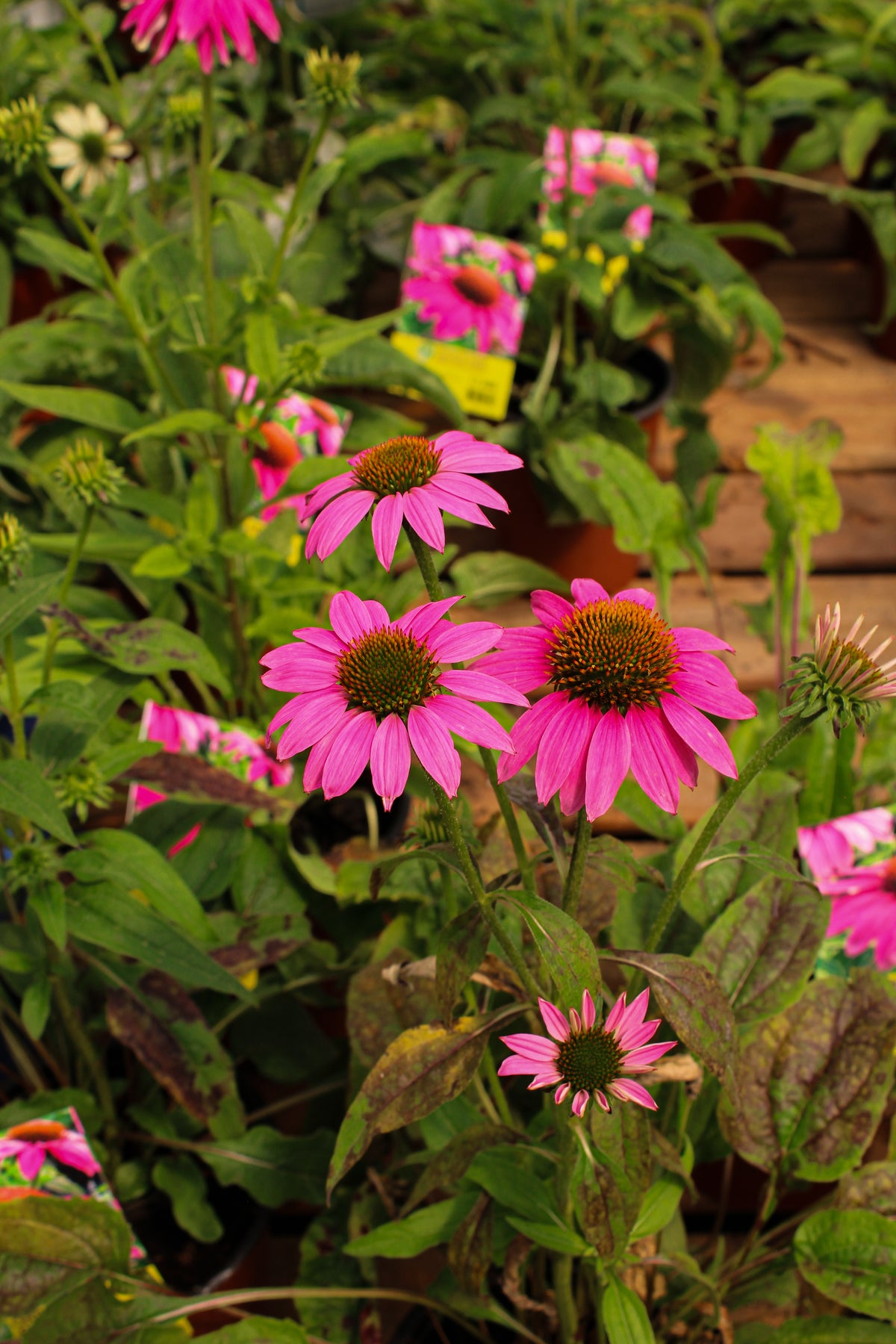 Échinacée ‘PowWow Wild Berry’ — Echinacea