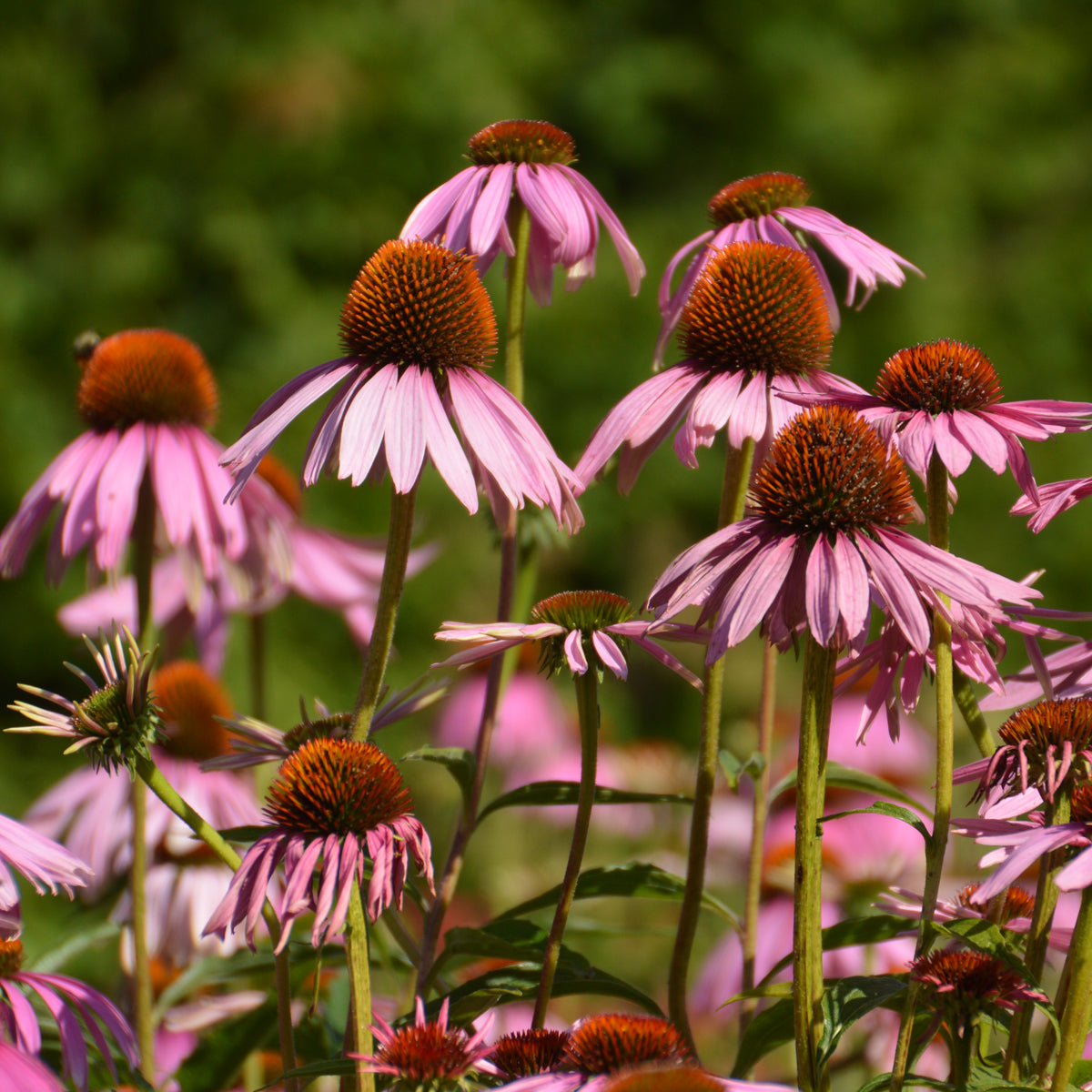 Purple Coneflower organic
