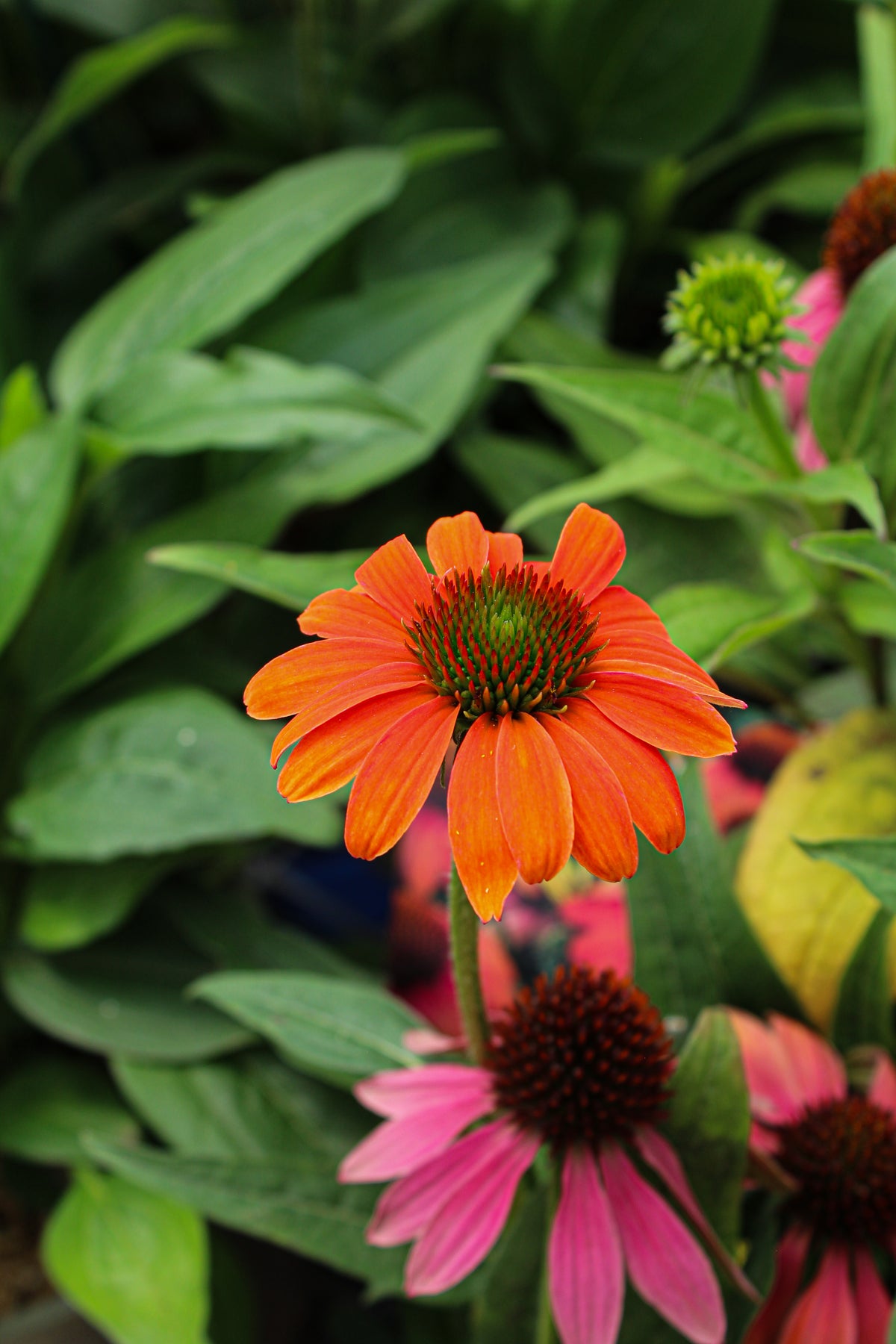 Échinacée ‘Sombrero Poco Hot Coral’ — Echinacea