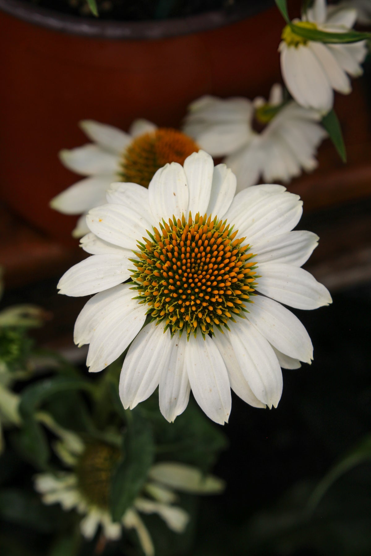Échinacée ‘PowWow White’ — Echinacea