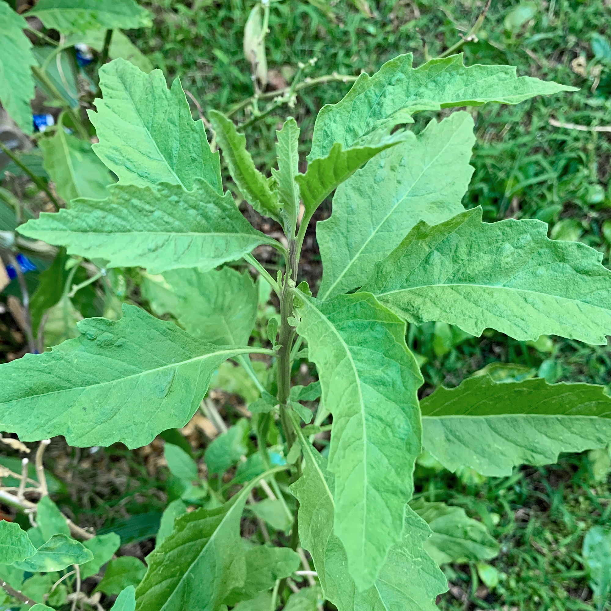 Epazote