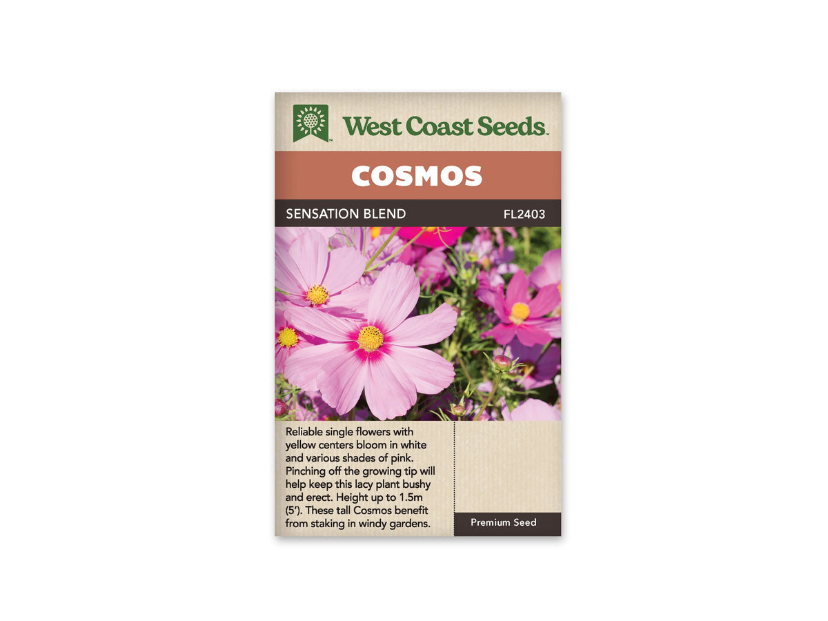 Sachet Sensation Blend de West Coast Seeds sur fond blanc. La photo montre plusieurs fleurs roses simples autour de centres jaunes. La grande fleur au premier plan présente un anneau rose plus foncé près du cœur. Des boutons et du feuillage vert fin entourent les fleurs. Le bandeau orangé indique Cosmos; Sensation Blend et FL2403 figurent au-dessus de la photo.