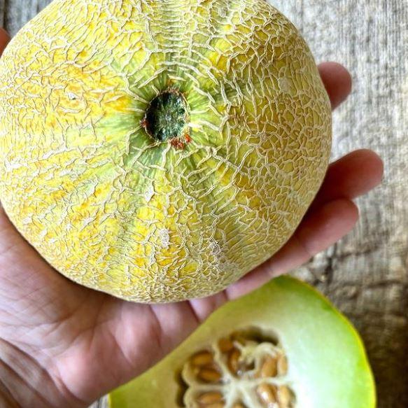 Mélange de melons 'Farthest North' bio