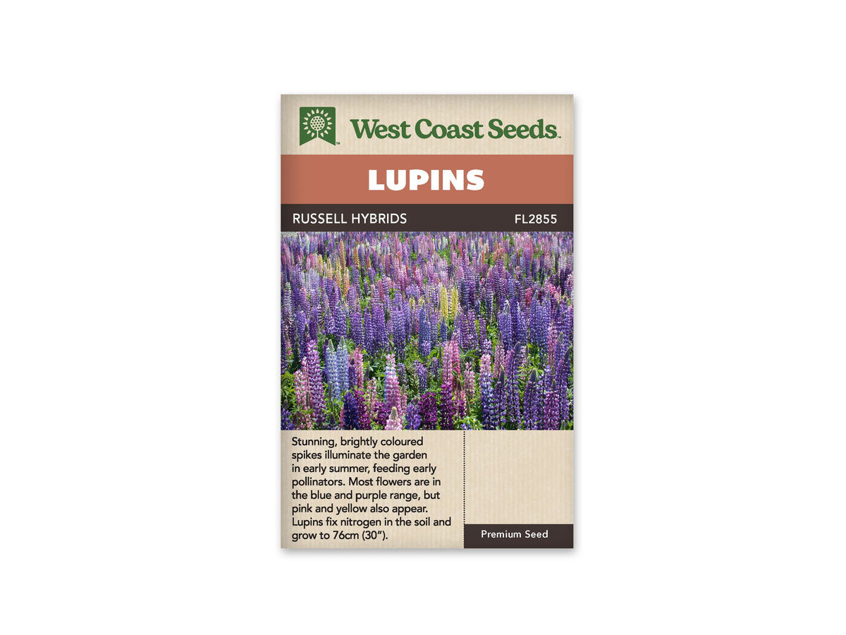 Sachet Russell Hybrids de West Coast Seeds sur fond blanc. La photo montre un grand groupe de lupins aux hampes bleues, violettes, roses et jaunes, parmi des feuilles vertes palmées. Les fleurs forment des épis dressés serrés les uns contre les autres. Le bandeau orange indique Lupins; la bande brune porte Russell Hybrids et le code FL2855.