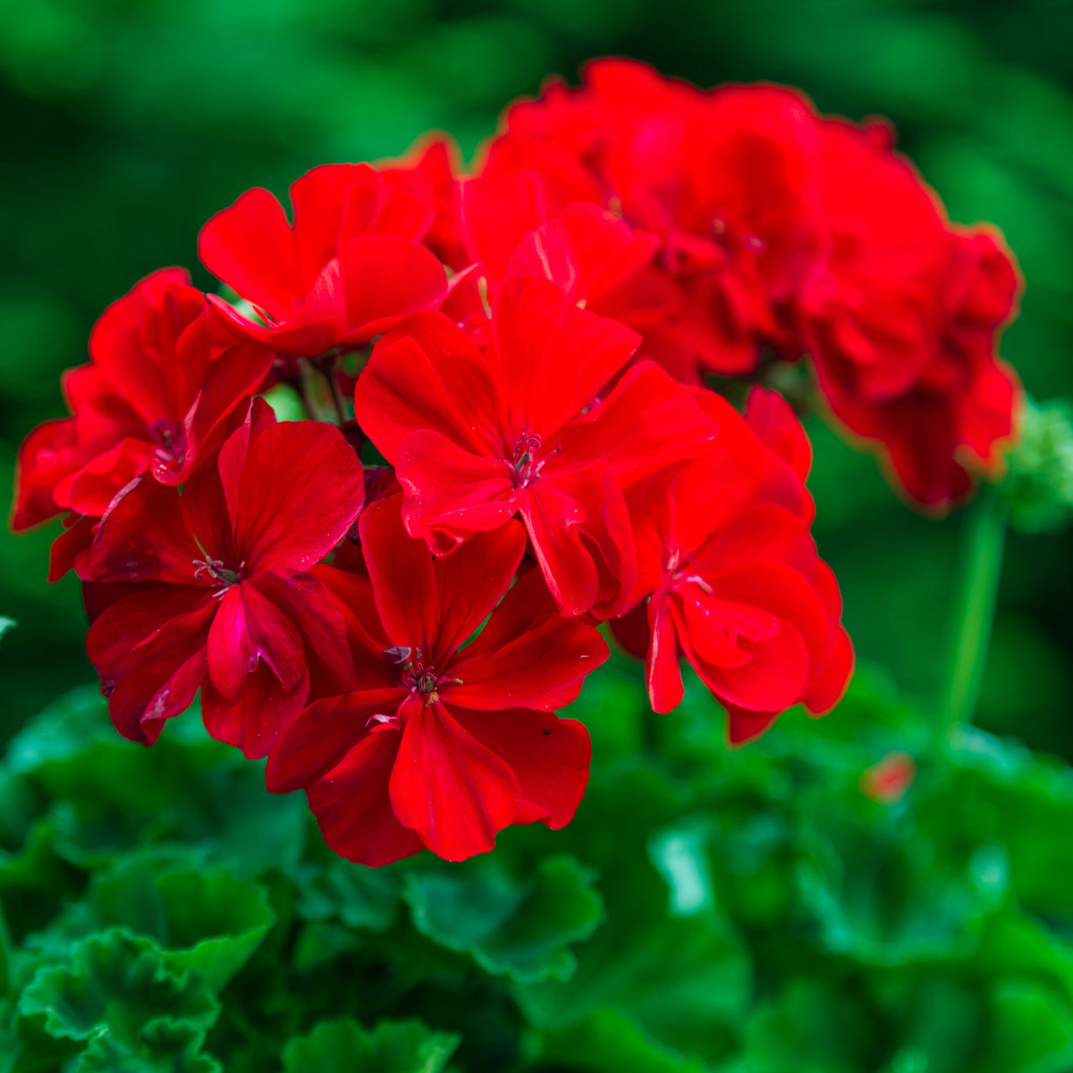 Une tête arrondie de fleurs rouge vif se détache au milieu d’un feuillage vert sombre. Les pétales larges se superposent et présentent des creux plus foncés autour de leurs petits centres. Des feuilles vertes aux bords ondulés occupent le bas. Le groupe central reste net, tandis que le fond devient flou autour de cette masse rouge rapprochée.