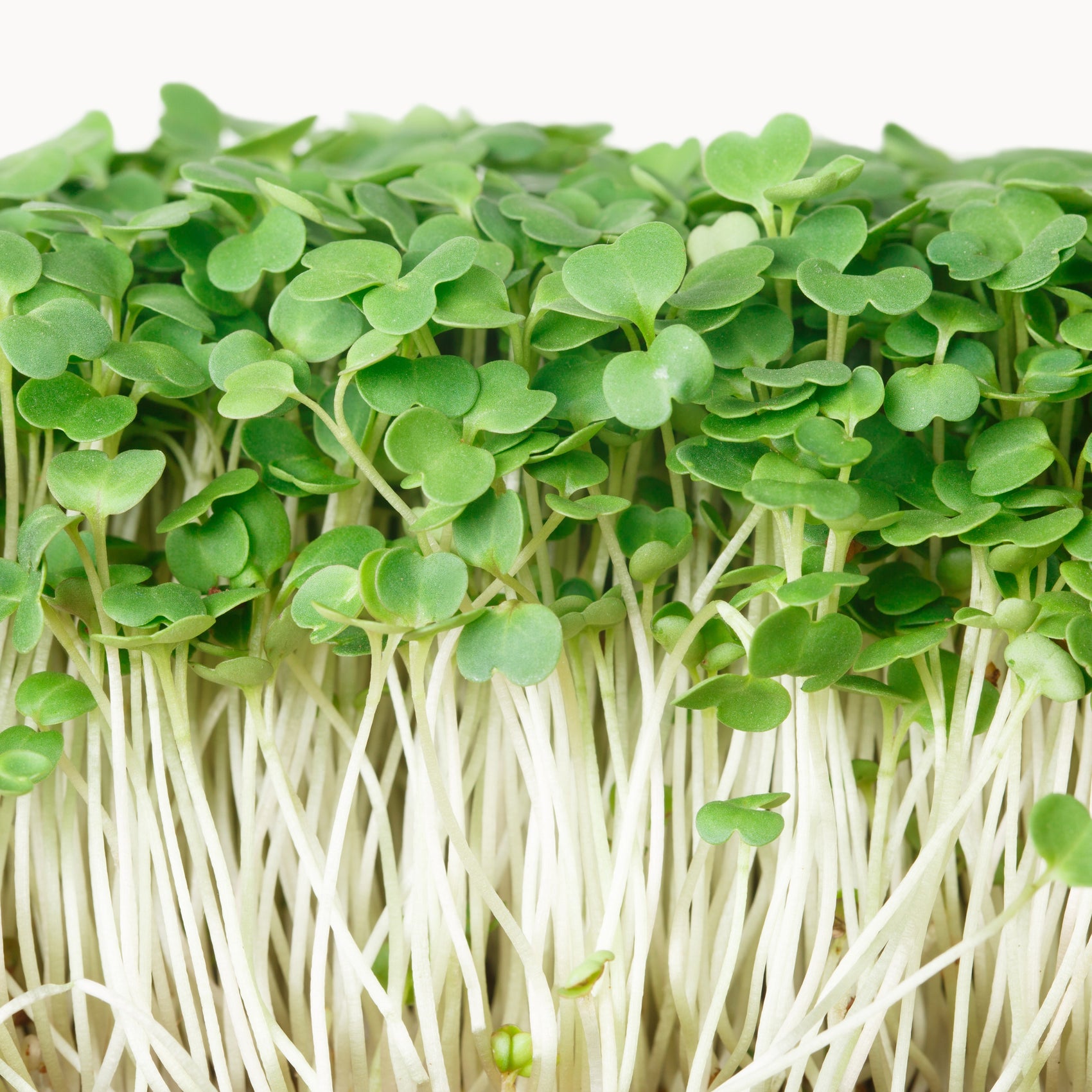 Arugula Sprout