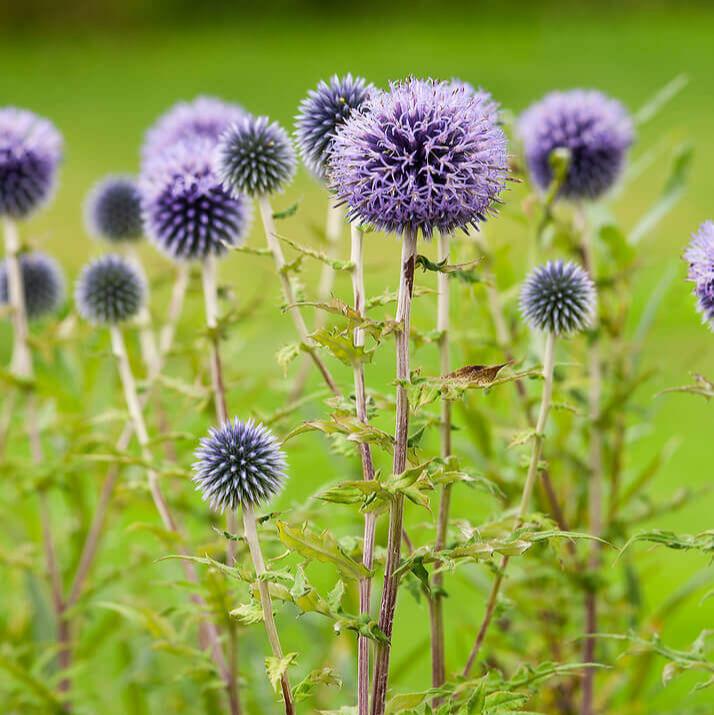 Des têtes florales sphériques bleu violet se dressent sur de fines tiges vertes. Leur surface est couverte de petites pointes et de filaments pâles, donnant un contour hérissé. Plusieurs têtes plus petites et plus sombres apparaissent entre les fleurs. Des feuilles étroites et découpées traversent le bas, sur un fond de végétation vert clair.