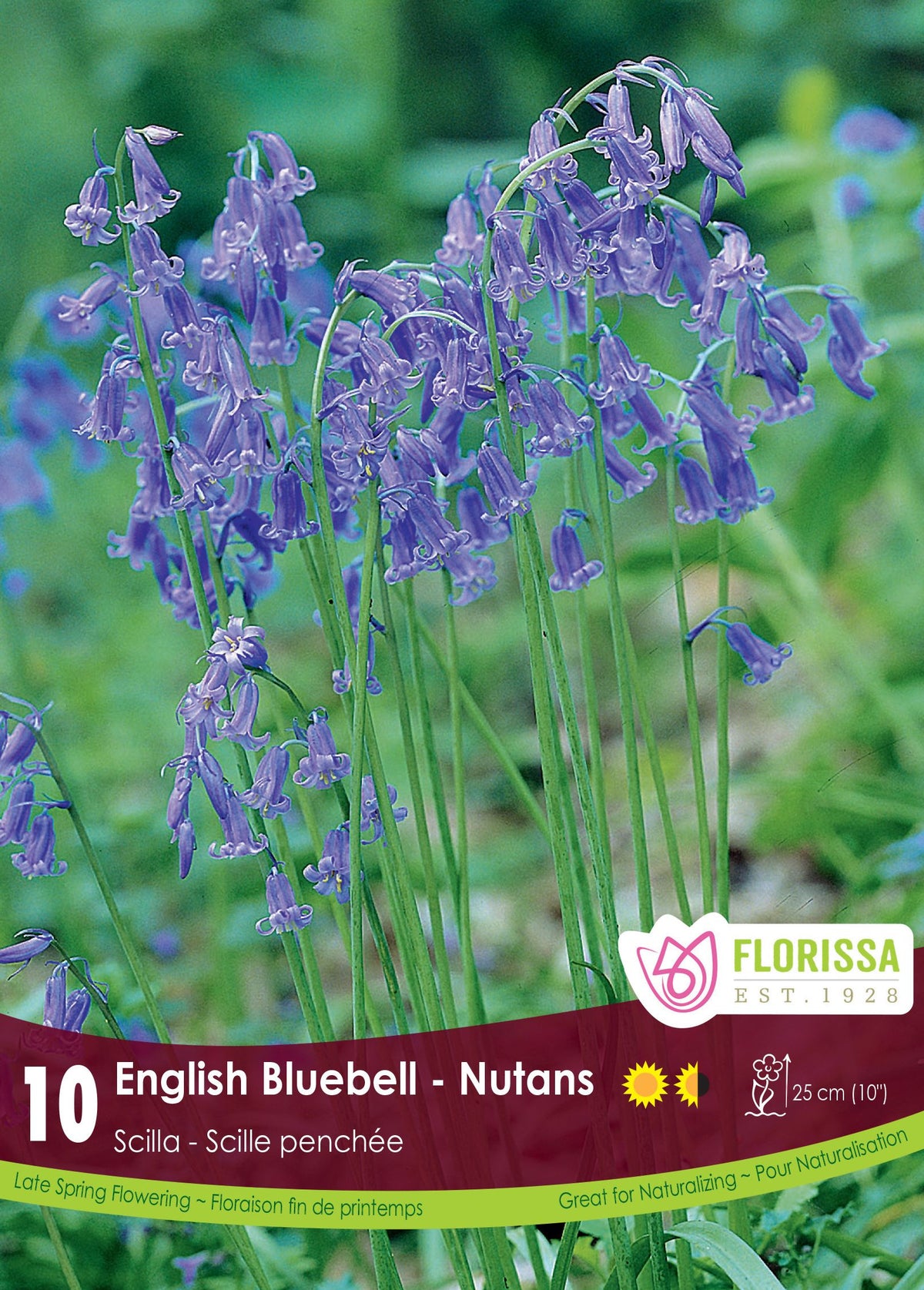 Jacinthe des bois ( Hyacinthoides non-scripta) : des grappes de clochettes bleues sur des tiges arquées. Le visuel Florissa présente la plante et son nom dans la partie inférieure de l’étiquette. La photographie occupe presque toute la surface, tandis que le bandeau du bas rassemble les indications du produit. Cette vue permet de reconnaître son apparence et de distinguer la variété présentée.