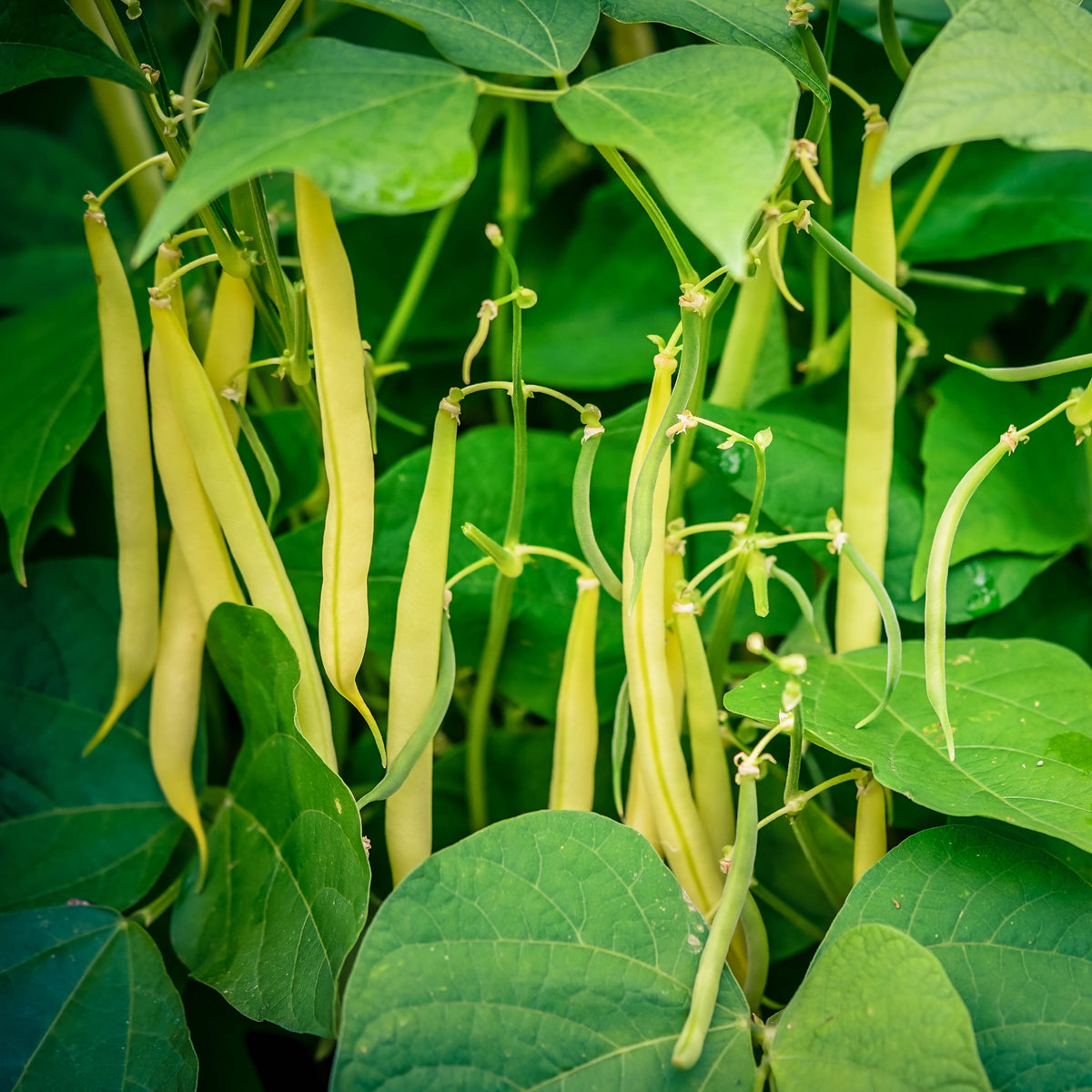 Visuel principal associé à Haricot jaune 'Rocdor', semences offertes par Cutleaf Seed. Cette image accompagne la fiche pour relier clairement le produit à son emballage ou à la culture présentée. Elle complète les renseignements de semis, de culture et de récolte, sans remplacer les indications propres au lot ni les conseils détaillés figurant sur le sachet.