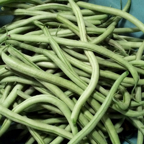 Haricot Nain Maxibel. Longues gousses de haricots verts minces et régulières. Le cadrage permet de voir les formes, les couleurs et les détails du sujet représenté. Les contours se détachent du fond de l’image, avec des différences de teinte et de texture visibles sur les surfaces. Cette vue accompagne la présentation du produit dans la boutique.