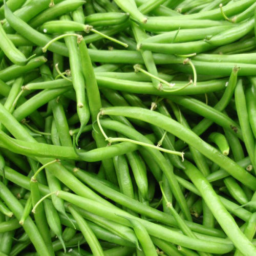 Haricot nain Black Valentine. Nombreuses gousses de haricots vertes réunies en tas. Le cadrage permet de voir les formes, les couleurs et les détails du sujet représenté. Les contours se détachent du fond de l’image, avec des différences de teinte et de texture visibles sur les surfaces. Cette vue accompagne la présentation du produit dans la boutique.