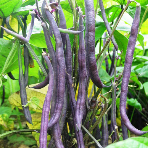 Haricot Nain Royal Burgundy. Gousses pourpres de haricot suspendues au milieu des feuilles. Le cadrage permet de voir les formes, les couleurs et les détails du sujet représenté. Les contours se détachent du fond de l’image, avec des différences de teinte et de texture visibles sur les surfaces. Cette vue accompagne la présentation du produit dans la boutique.