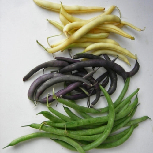Haricots Nain en mélange. Gousses de haricots jaunes, pourpres et vertes sur fond clair. Le cadrage permet de voir les formes, les couleurs et les détails du sujet représenté. Les contours se détachent du fond de l’image, avec des différences de teinte et de texture visibles sur les surfaces. Cette vue accompagne la présentation du produit dans la boutique.