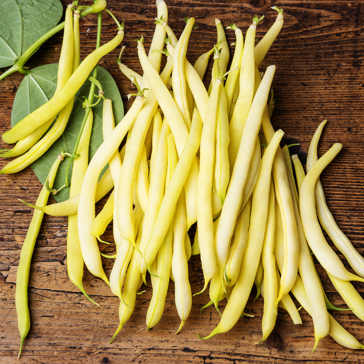 Photographie de Haricot jaune (Phaseolus vulgaris ‘Gold Rush’), sélection proposée en semences W.H. Perron. Le visuel présente l’apparence de la plante ou de sa récolte et permet d’en observer les formes et les couleurs. Cette vue illustre les caractéristiques visibles de la sélection, dans une présentation destinée à accompagner son identification et à montrer son intérêt au jardin.