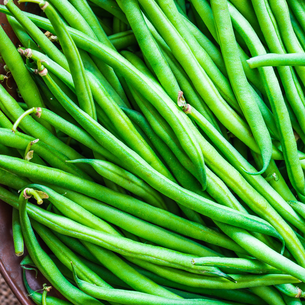 Photo de Haricot nain 'Tendergreen Stringless'. La couleur caractéristique est : vert moyen. Les fruits présentent cette forme : ronde. Le visuel permet d'observer les contours, les teintes et la disposition des éléments présentés. Les détails de forme et les contrastes donnent un aperçu de l'apparence de cette plante ou de sa récolte.