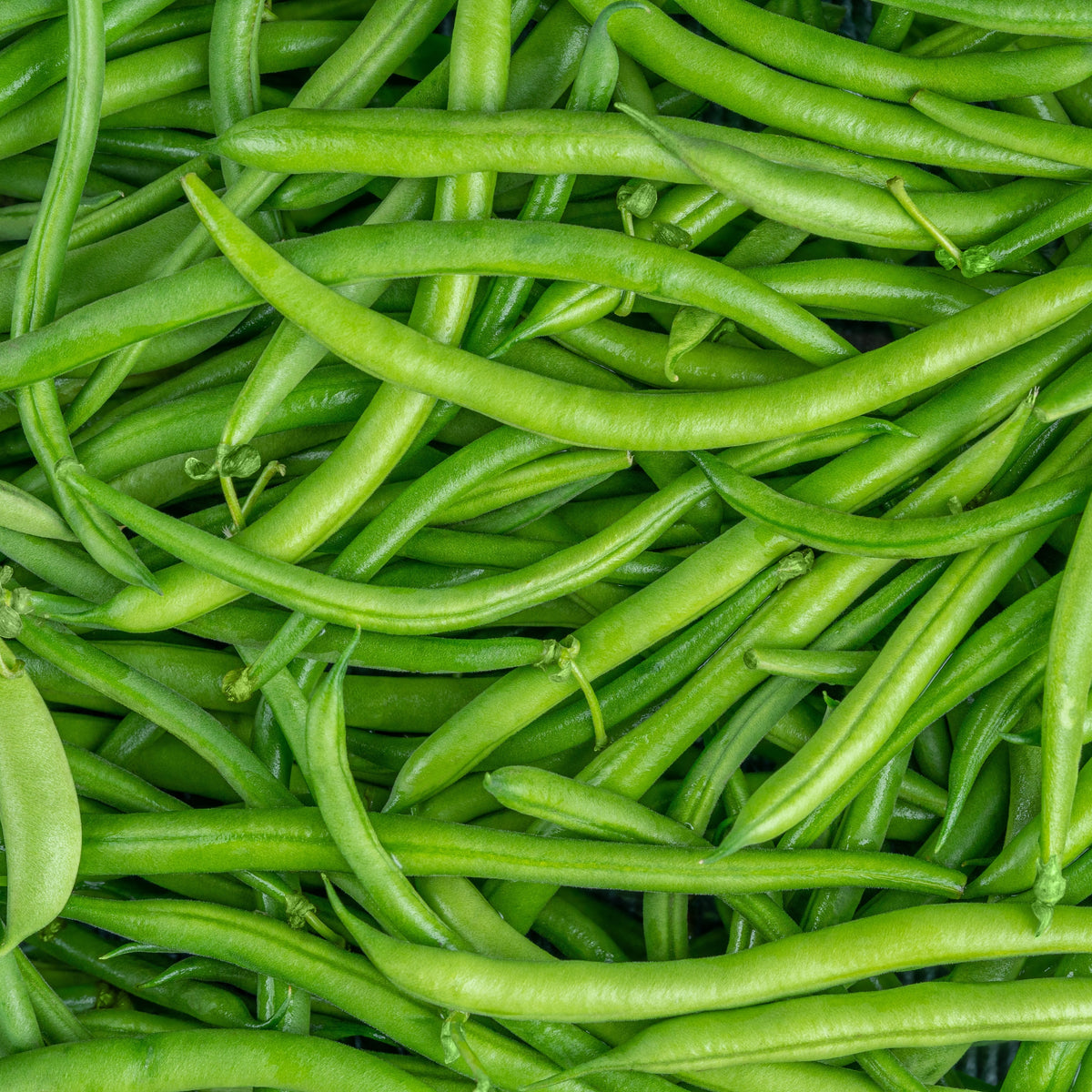 Photographie de Haricot vert (Phaseolus vulgaris ‘Sybaris’), sélection proposée en semences W.H. Perron. Le visuel présente l’apparence de la plante ou de sa récolte et permet d’en observer les formes et les couleurs. Cette vue illustre les caractéristiques visibles de la sélection, dans une présentation destinée à accompagner son identification et à montrer son intérêt au jardin.