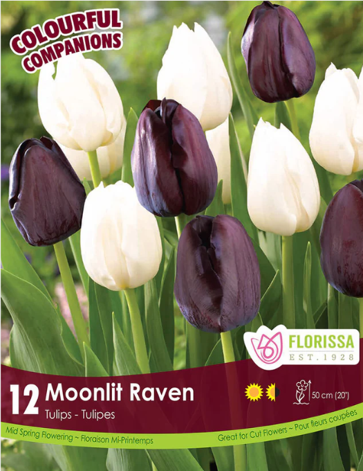 Harmonie Florale 'Moonlit Raven' (<em>Tulipa</em>)