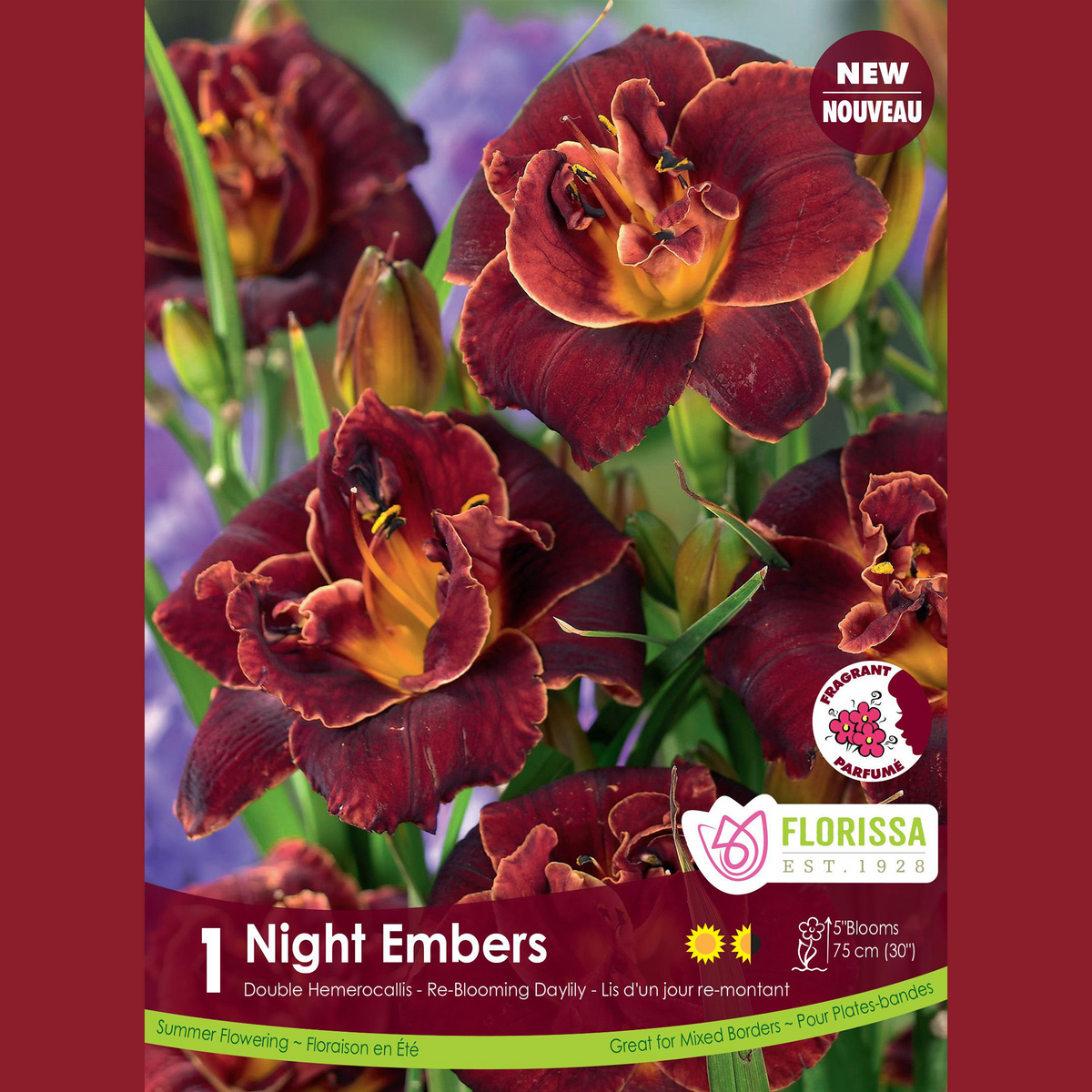 Hémérocalle ‘Night Embers’ ( Hemerocallis ) : des hémérocalles bordeaux à gorge jaune et bord doré. Le visuel Florissa présente la plante et son nom dans la partie inférieure de l’étiquette. La photographie occupe presque toute la surface, tandis que le bandeau du bas rassemble les indications du produit. Cette vue permet de reconnaître son apparence et de distinguer la variété présentée.