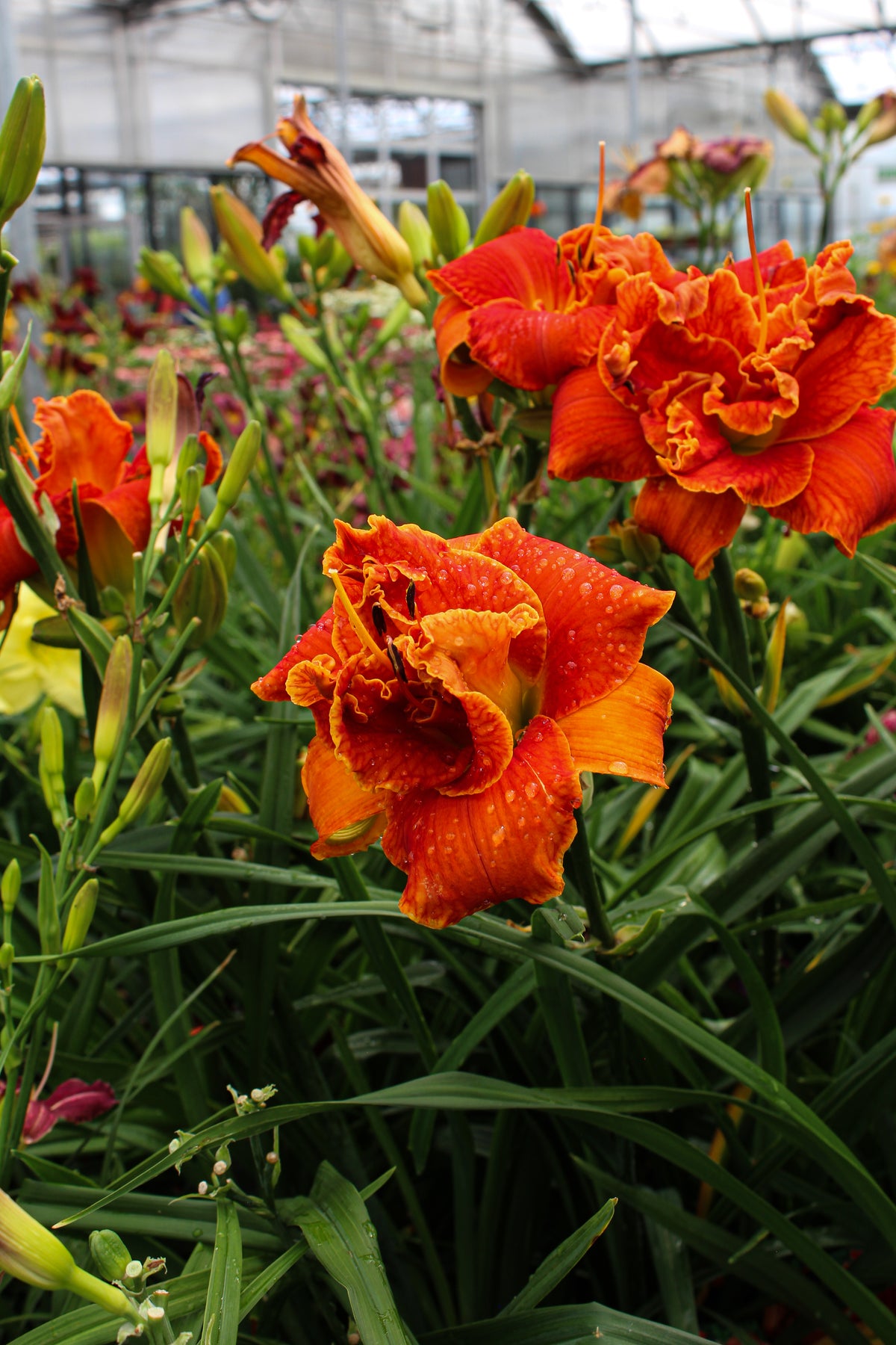 Hémérocalle ‘Moses Fire’ — Hemerocallis
