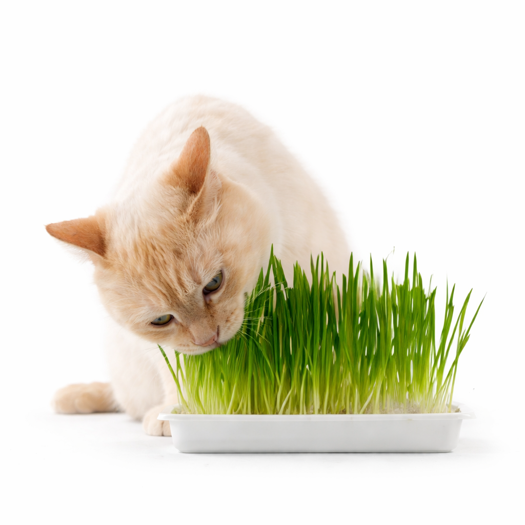 Catnip