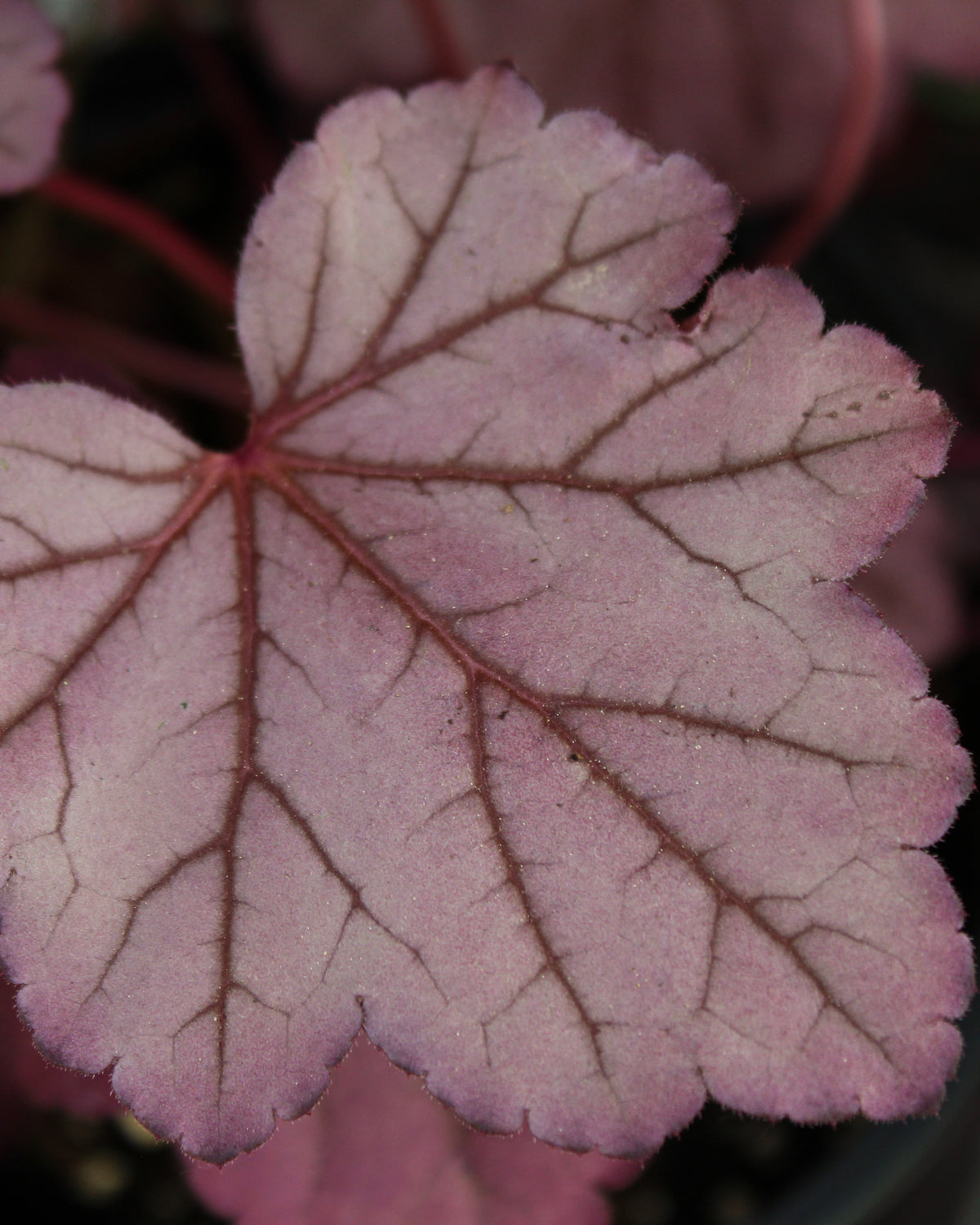 Heuchère ‘Pink Panther’ — Heuchera