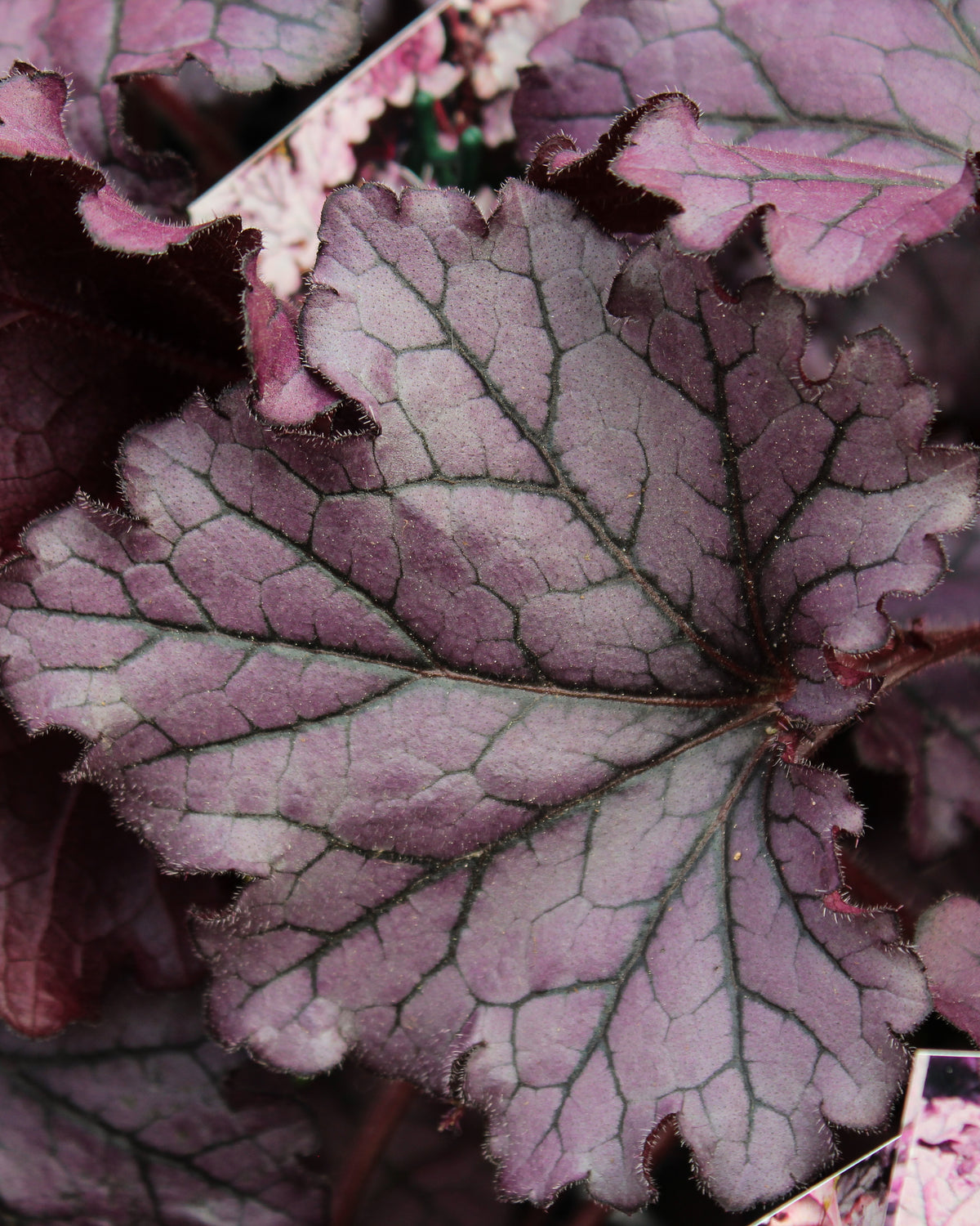 Heuchère ‘Purple’ — Heuchera