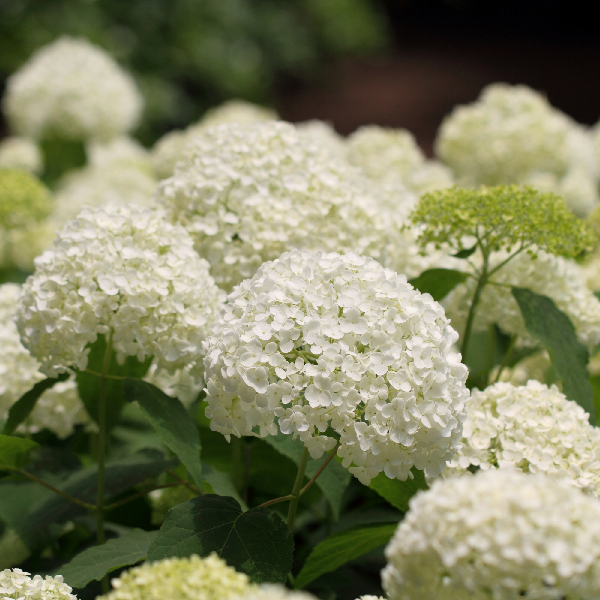 Hortensia 'Annabelle' – Hydrangea arborescens 'Annabelle'