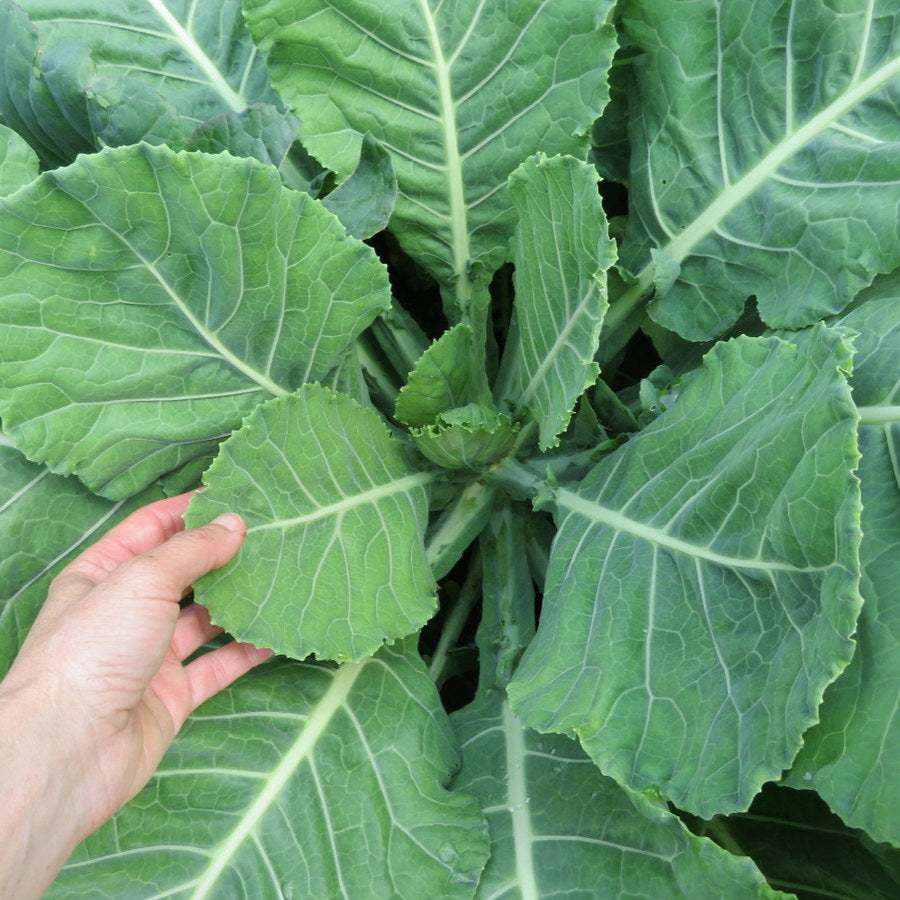 Collard Utopian ‘Ultracross’ (Brassica oleracea)