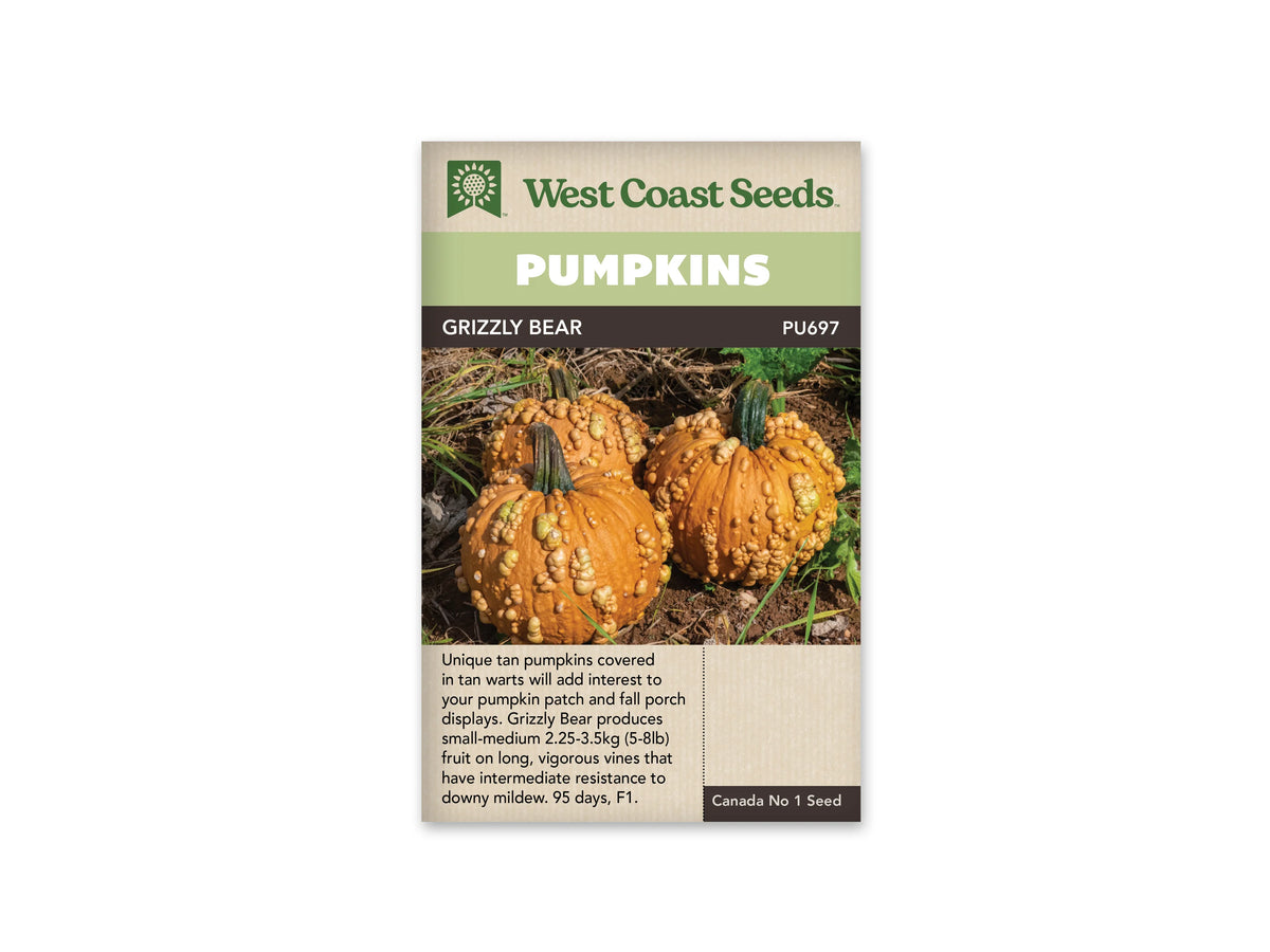 Sachet Grizzly Bear de West Coast Seeds, avec un bandeau vert pâle et un titre blanc sur fond brun. Trois citrouilles brun orangé, couvertes de bosses plus claires, reposent au sol parmi des tiges et de l’herbe. Leurs pédoncules sont épais et verts. Un encadré beige avec du texte apparaît sous la photo.