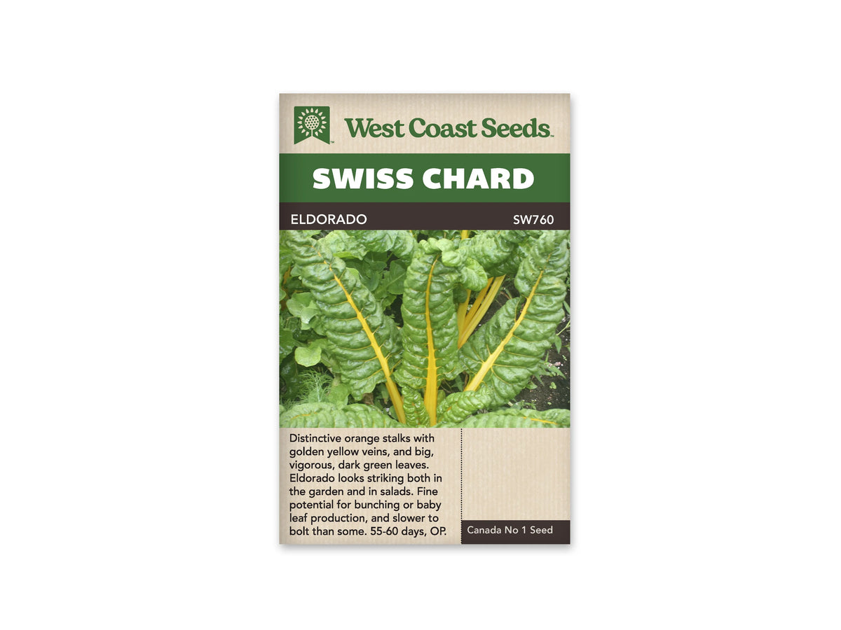 Sachet West Coast Seeds Eldorado montrant une bette aux grandes feuilles vertes gaufrées. Des pétioles jaunes dressés se prolongent en nervures dorées, entourées de surfaces ondulées et de bords recourbés. La terre est visible entre les plants. Le nom Eldorado est inscrit sur le bandeau brun, sous le titre Swiss Chard.