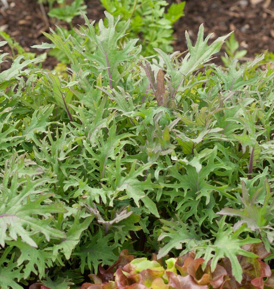 Des feuilles de chou gris-vert aux bords profondément découpés remplissent le premier plan. Plusieurs nervures et pétioles présentent une teinte pourpre. Les feuilles sont plutôt plates et s’orientent dans différentes directions. De la terre sombre apparaît derrière les plants. Quelques feuilles plus arrondies, vertes et brun rouge, sont visibles au bas de l’image.