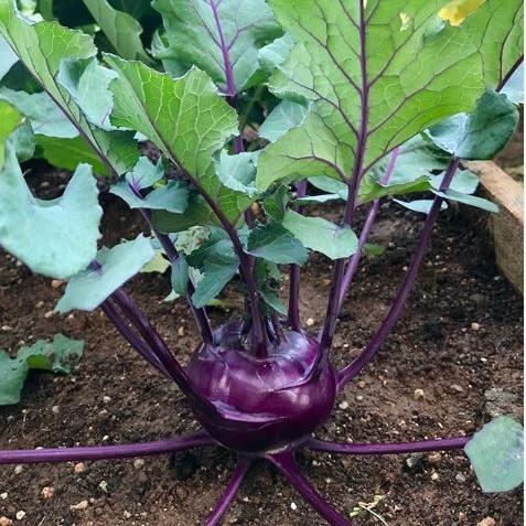 Organic 'Kolibri' F1 Kohlrabi Seeds by Gaia, product image prepared for Canadian gardeners.