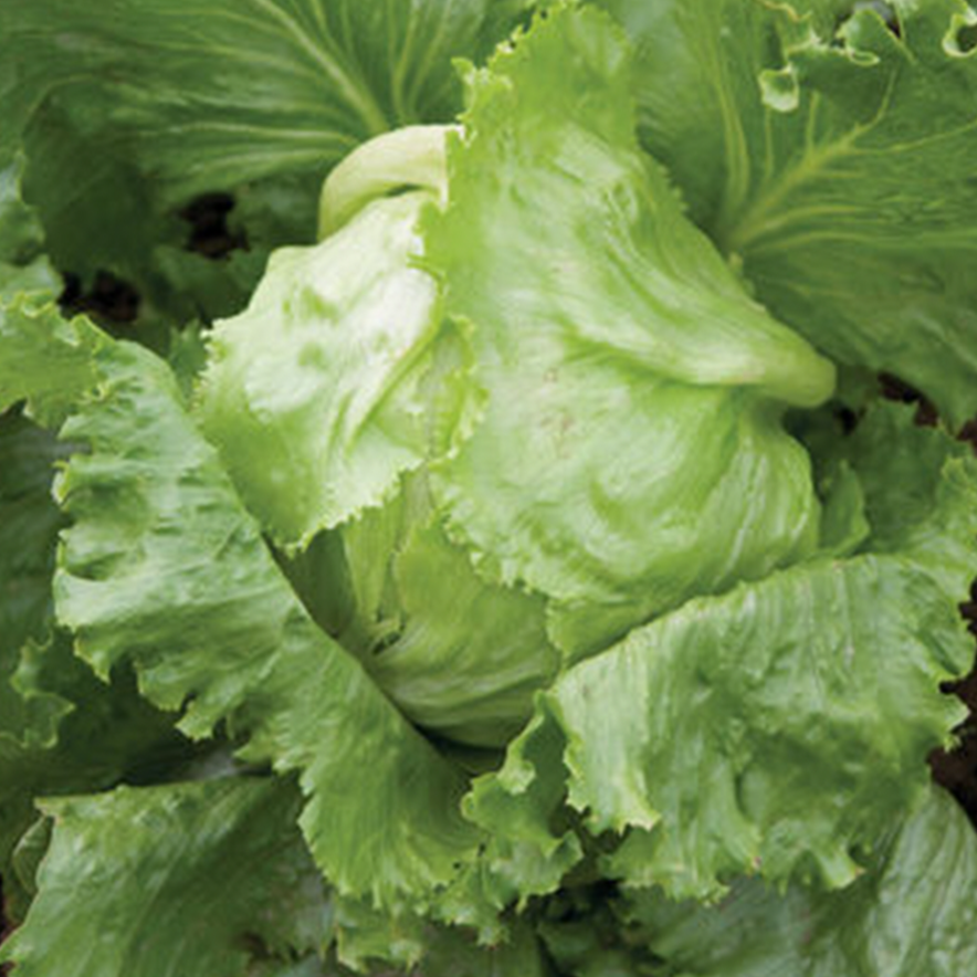 Laitue iceberg ‘Crispino’ bio formant une grosse pomme uniforme, ferme, dense et brillante, entourée de feuilles vertes et remplie de feuilles intérieures blanches et croquantes. Ce Lactuca sativa convient au potager, aux planches surélevées et aux grands bacs, avec une récolte autour de 57 jours. Sa texture cassante convient aux salades, sandwichs, tacos et quartiers frais.