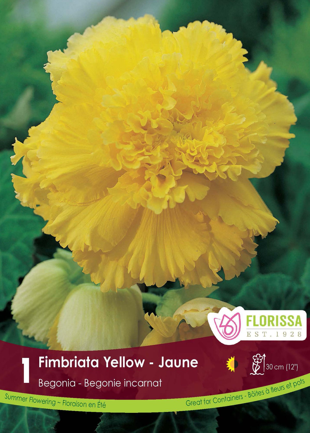 Bégonia Fimbriata Jaune ( Begonia × tuberhybrida ‘Fimbriata Jaune’) : une fleur de bégonia jaune aux pétales très frisés. Le visuel Florissa présente la plante et son nom dans la partie inférieure de l’étiquette. La photographie occupe presque toute la surface, tandis que le bandeau du bas rassemble les indications du produit. Cette vue permet de reconnaître son apparence et de distinguer la variété présentée.