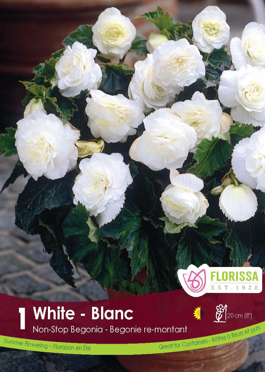 Bégonia Nonstop Blanc ( Begonia × tuberhybrida ‘Nonstop Blanc’) : un pot de bégonias couverts de fleurs doubles blanches. Le visuel Florissa présente la plante et son nom dans la partie inférieure de l’étiquette. La photographie occupe presque toute la surface, tandis que le bandeau du bas rassemble les indications du produit. Cette vue permet de reconnaître son apparence et de distinguer la variété présentée.