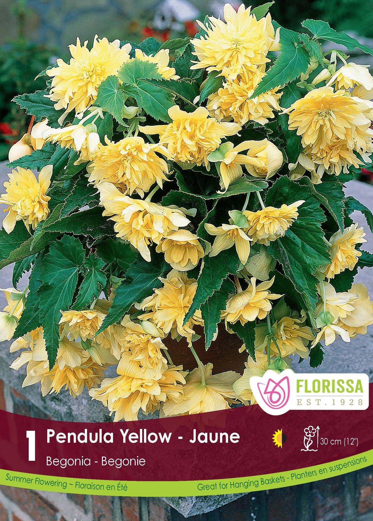 Bégonia Pendula Yellow ( Begonia × tuberhybrida ‘Pendula Yellow’) : des fleurs doubles jaunes retombant entre les feuilles vertes. Le visuel Florissa présente la plante et son nom dans la partie inférieure de l’étiquette. La photographie occupe presque toute la surface, tandis que le bandeau du bas rassemble les indications du produit. Cette vue permet de reconnaître son apparence et de distinguer la variété présentée.