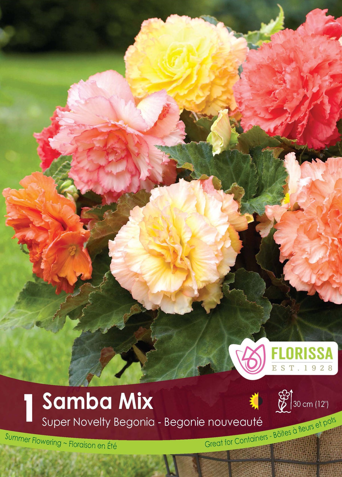 Bégonia Super Novelty ‘Samba’ ( Begonia ) : des fleurs doubles de bégonia jaunes, roses et rouges. Le visuel Florissa présente la plante et son nom dans la partie inférieure de l’étiquette. La photographie occupe presque toute la surface, tandis que le bandeau du bas rassemble les indications du produit. Cette vue permet de reconnaître son apparence et de distinguer la variété présentée.